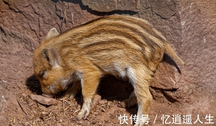 性格|生肖猪 性格分析(南渝先生)