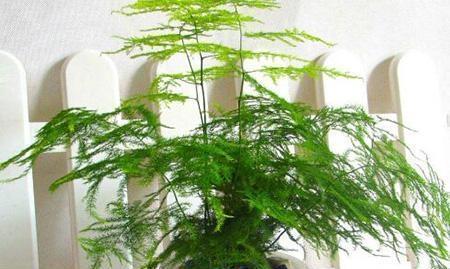 黄叶|文竹爱黄叶,学了这5招,叶子绿的滴油,蹭蹭长到巨无霸!