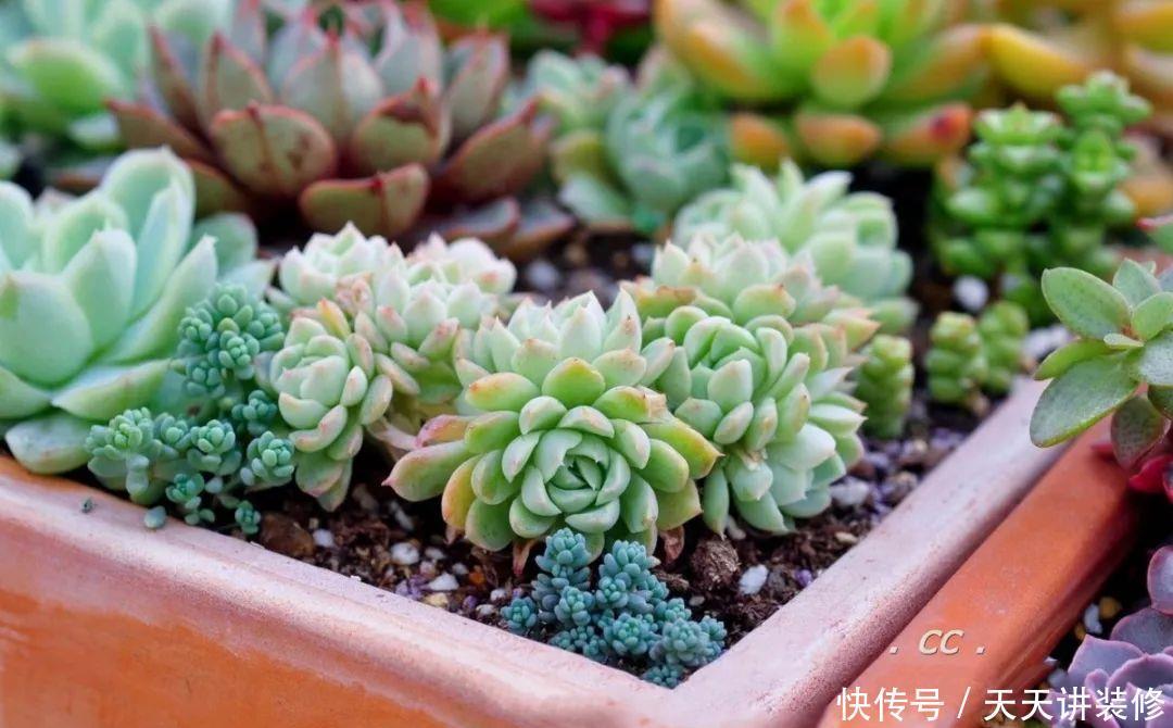 一个盆种了9种花,老妈非说养不好,差点被拔光