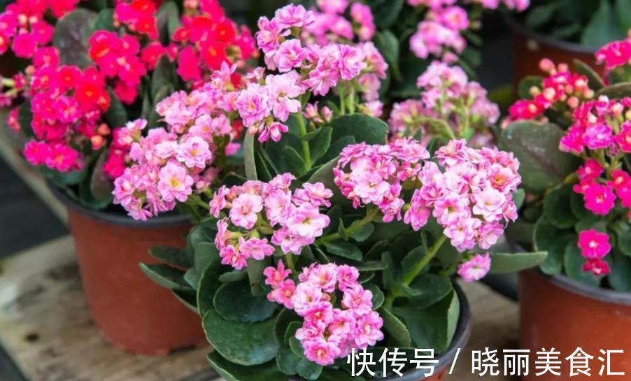 立冬之后养长寿花，赶紧安排2件事，过60天开花爆盆，美极了