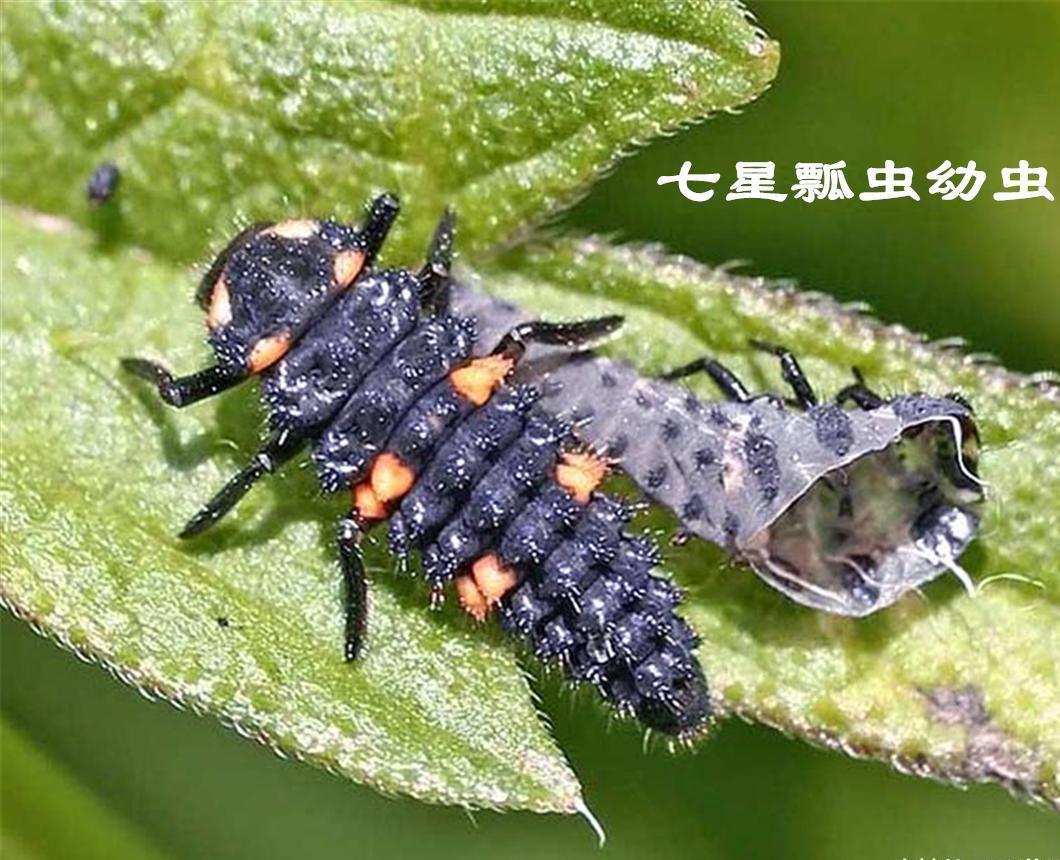 所有瓢虫都吃蚜虫吗