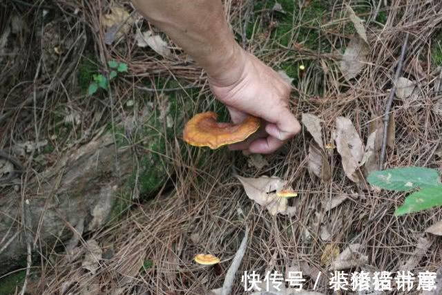 深山|深山老林一种野生菌类,是天然“抗癌剂”,坚持每天吃一点