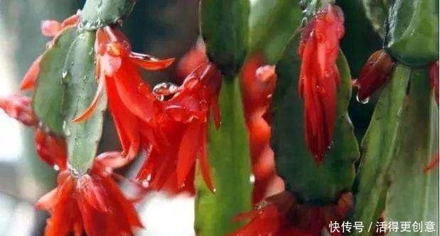 5种“酸性花”趁着春天快扦插,随便掐个枝,7天就生根,冒芽!