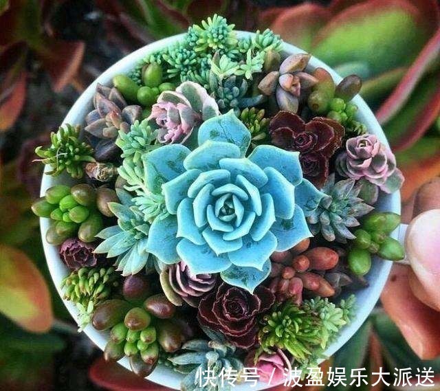 彩虹色的多肉你见过吗,阳台这么一摆,邻居嫉妒的想出大价钱买!