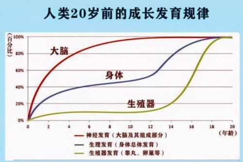 空档期|哈佛研究证实，孩子大脑发育存在“空档期”，多数家长在白费力气