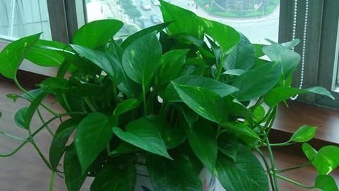 啤酒|最厉害的养花营养液给绿萝喝一勺,四季油绿,叶比巴掌大