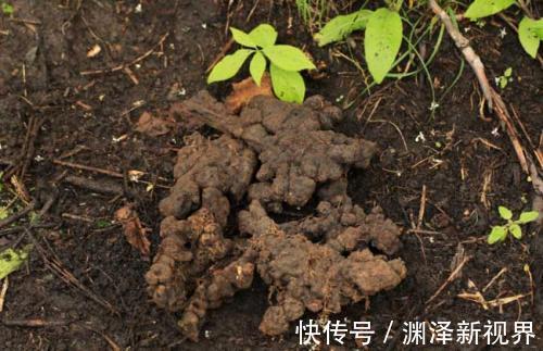 猪苓|中医入门8种祛湿利水中药,除湿气,消水肿的好手,一次讲清楚