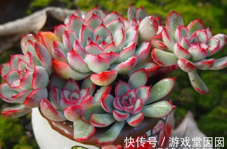 分不清多肉荷花和猎户座?那就全买,反正它们都带红边,也都好养