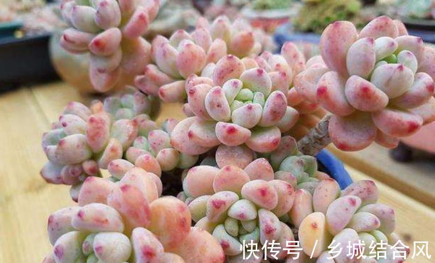 冬天养多肉植物,3个方面考虑周到,安全过冬,不烂根不黑腐