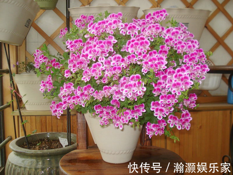 爆盆|让长寿花、天竺葵花朵开爆盆记住1个“时间表”,跟着学就行了