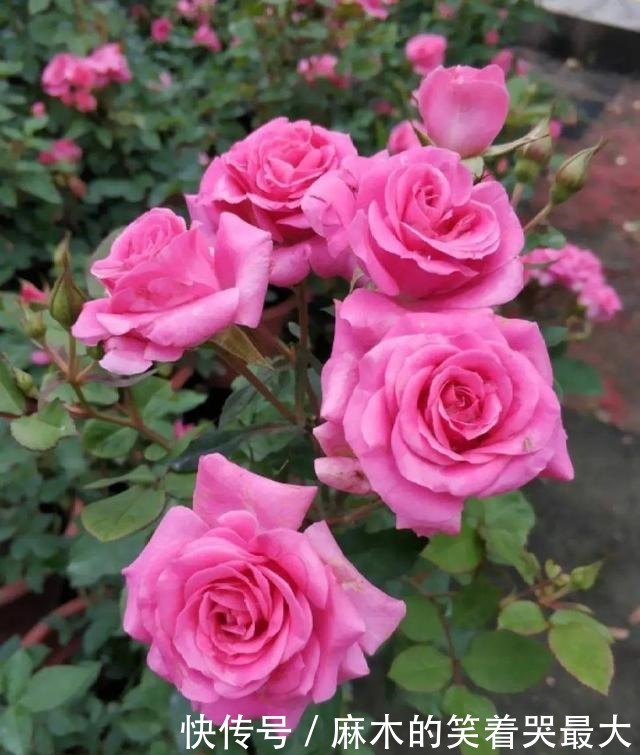 公认难养的6种花，新手慎买，养不活还浪费钱！