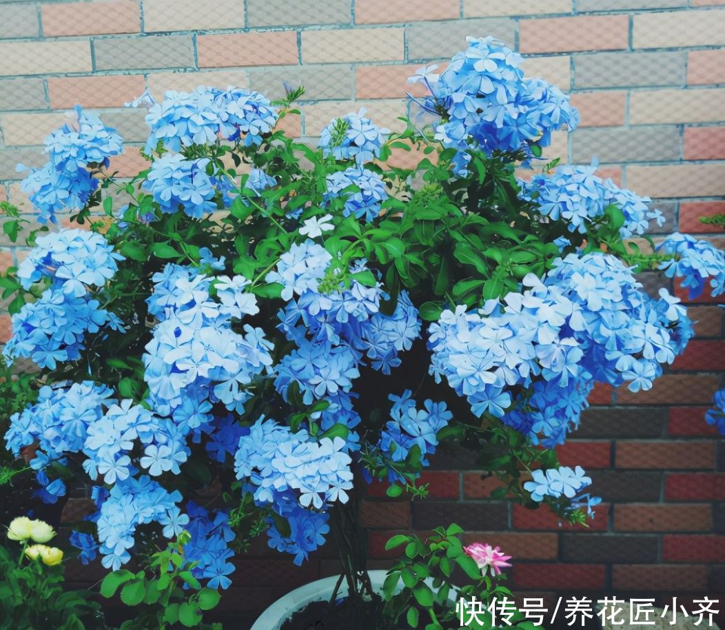 夏季养花选5种，它们喜欢“大太阳”，越晒花开越多，新手别犹豫