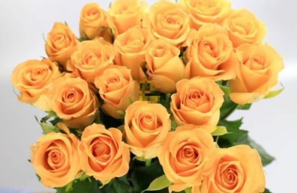 喜欢玫瑰，就养盆“精品玫瑰”假日公主，活力四射，高贵优雅！