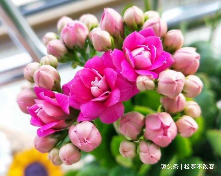 风雨兰|几种花,开花漂亮又好养,越旺开花越多,花开满盆