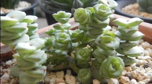 多肉钱串怎么养，才能长满花盆，株型更美观