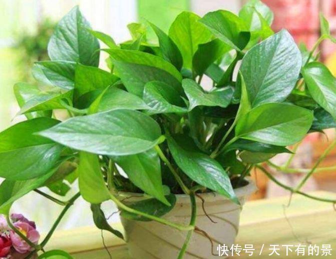 养花|养花,花也养人,4种花家养里,空气清新,还有助于睡眠!