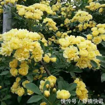 什么样的花卉“好养”如果你是新手,这样选择最靠谱!