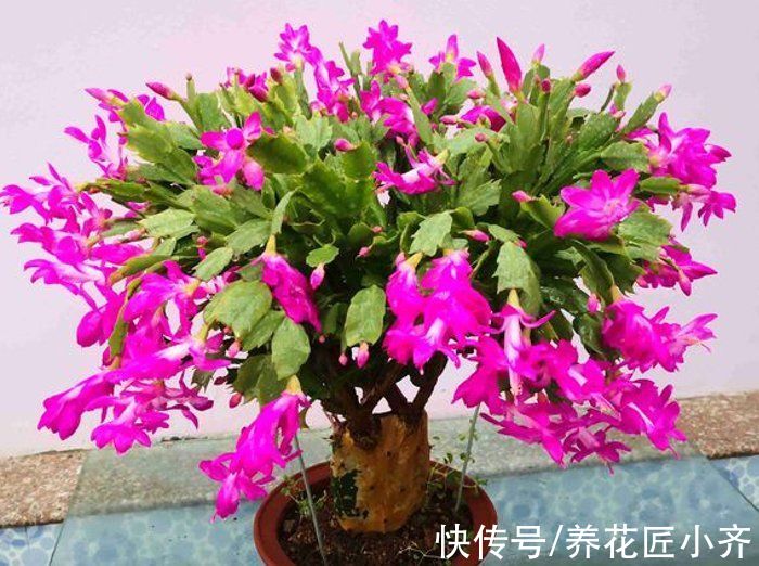 马上入冬了,长寿花和蟹爪兰要开花,掌握关键技巧才能开爆盆