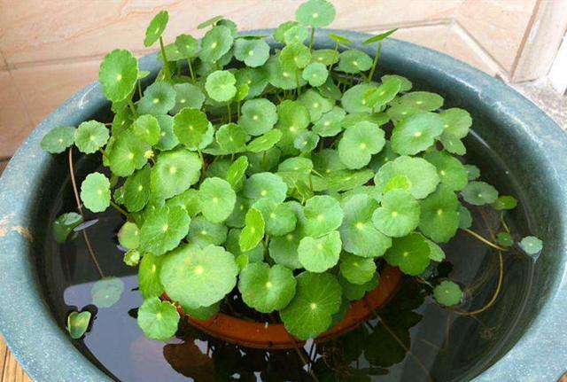 家里养了3种吉祥花,一年四季招财纳福,寓意好价值极高