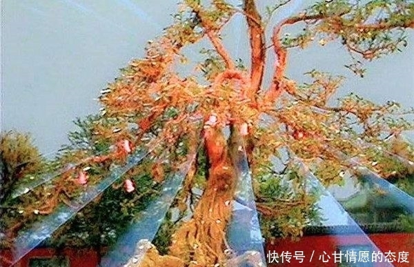 孙悟空为何要推倒人参果树,因为他一眼就看出此树的来历!