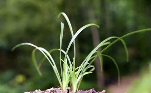 兰花可以用土来栽种吗？可以！但要分清三种两大类