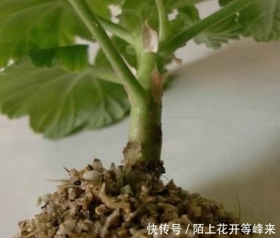 想要养这几种花卉的朋友抓紧时间了，现在是最佳时机千万不要错过