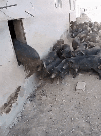 狗子|“一男子为了庆祝好友退役归来,竟女装欢迎?”哈哈哈哈