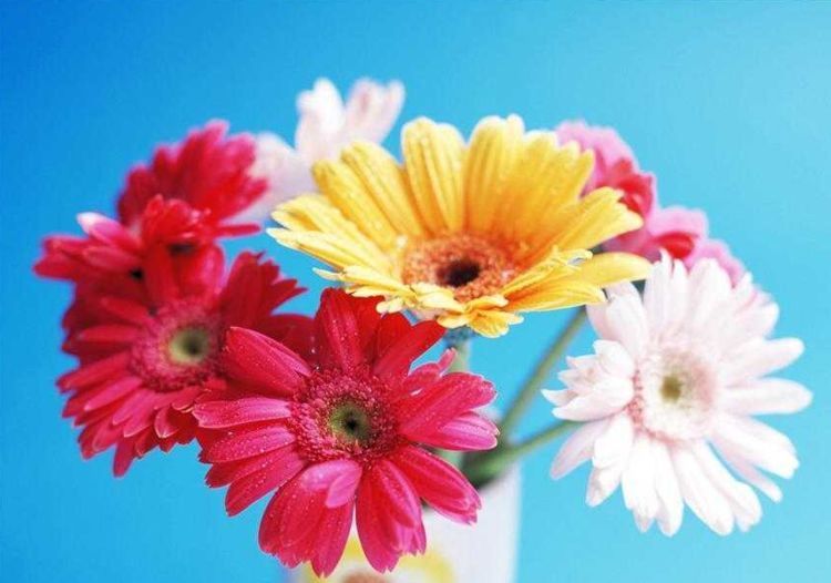 此款植物最耐寒,适合深秋初春,开花量大,花开枝繁叶茂