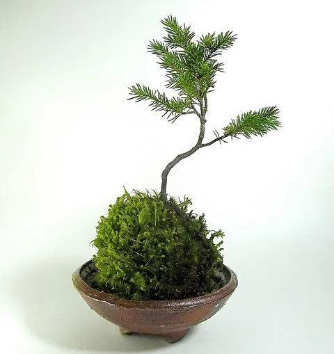 室内绿植种花不用盆，揉一个小球吊起来就让家里美翻