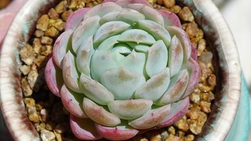 多肉|阳台党别养这4种多肉,和价钱无关,主要就是不太适合