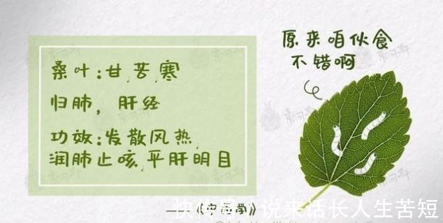 阳亢|一味桑叶补骨髓,止盗汗,清肝明目润肺止咳就看你会不会用