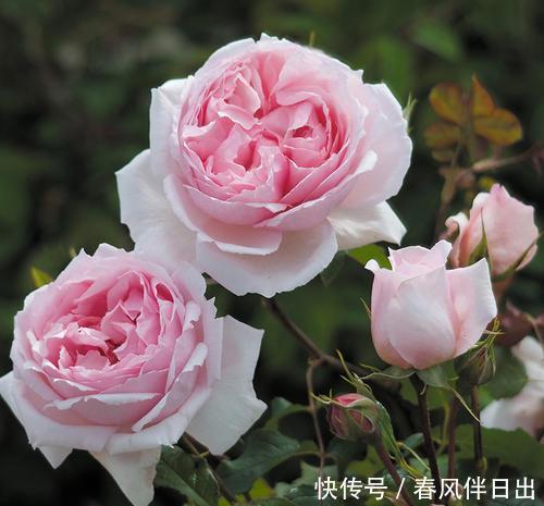 养花别贪小便宜,6种花草再喜欢也别买,不对版养不活白费力!