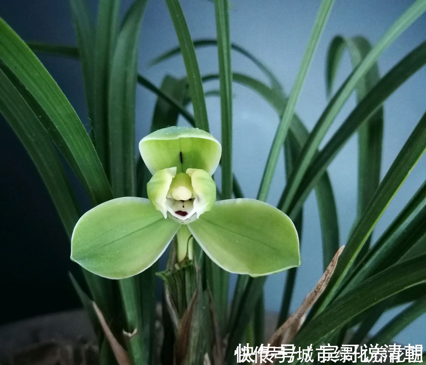 新芽|把兰花放到外面做“雪浴”,冻不死,还能杀虫卵,来年使劲长新芽
