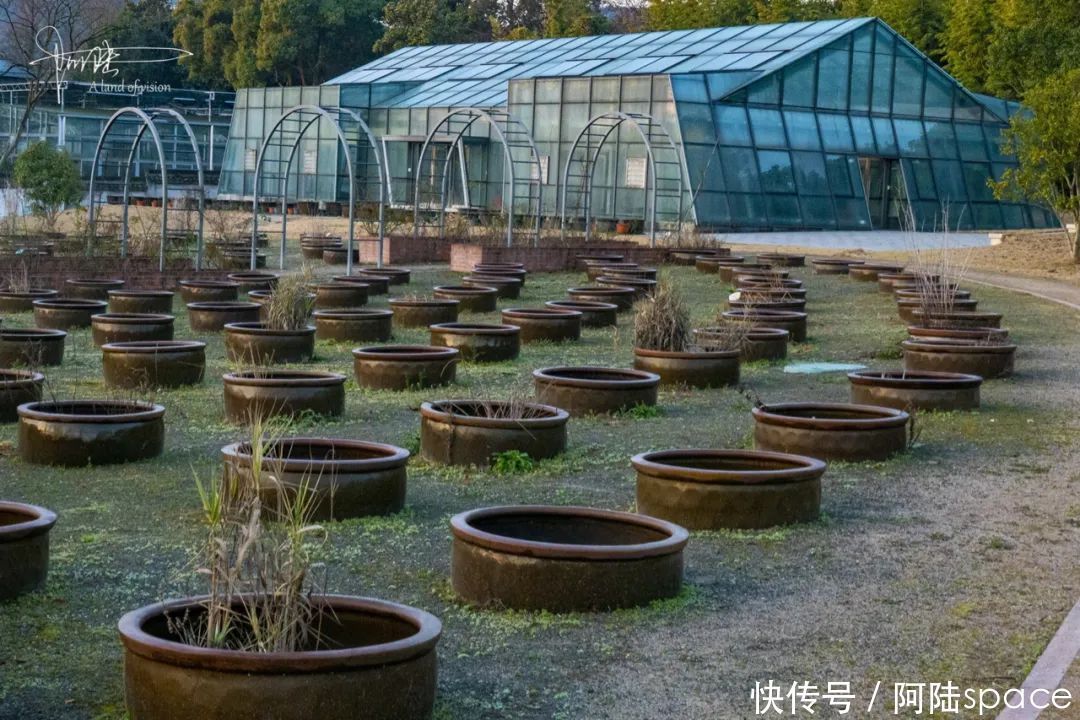 老年|刚发现植物园里有这么多腌咸菜的水缸，原来它们另有用处