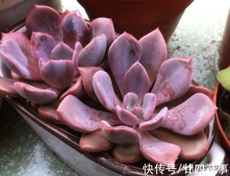 黛比|七款适合女生的多肉植物，便宜皮实好养护，易出状态颜值高