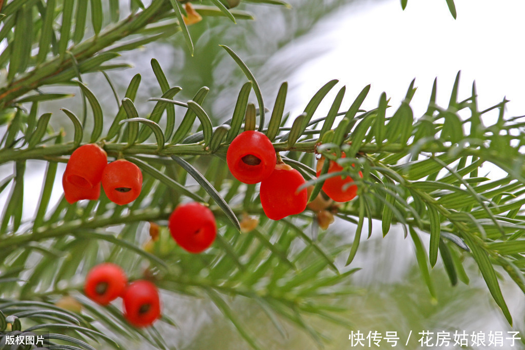 花盆|红豆杉叶片发黄掉落？选盆有技巧，注意这3个要点，美观又好养