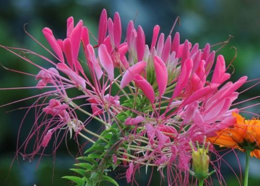 ?懒人养这4款花,不怕热不怕晒,开花超漂亮,花朵稠密又鲜艳