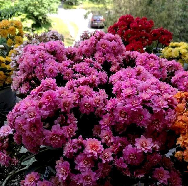 叶片|长寿花干瘪瘪改了3个小错误,新芽嗖嗖窜,爆花很简单