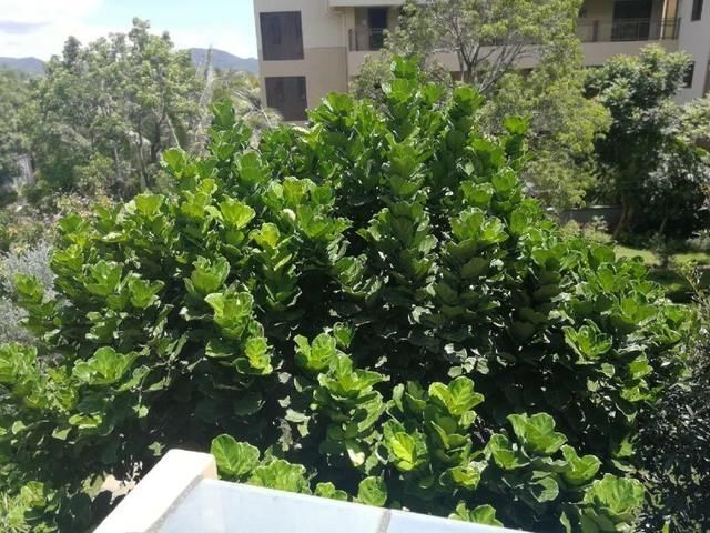 杜鹃|公认难养的20种花,养一盆死一盆,下次还敢买