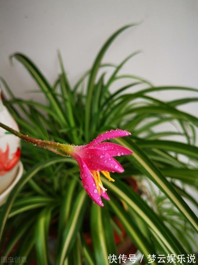 曝光封闭阳台养花的“黑名单”,养活难度大,该放弃就放弃