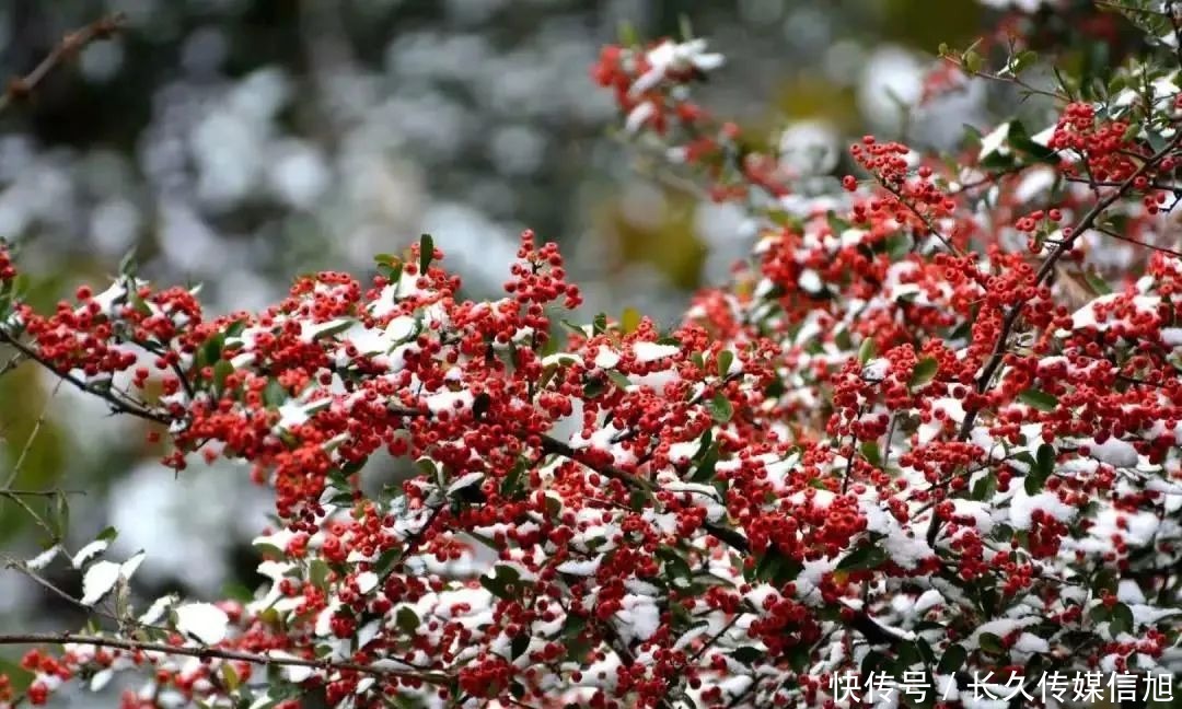 惊艳|惊艳！苍溪九龙山雪景美到cry！