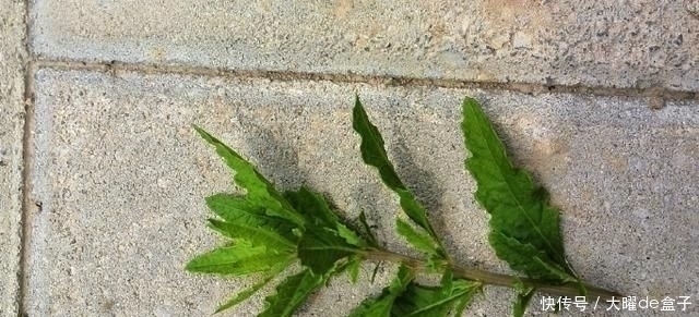 得了“脚气”奇痒无比别慌,农村一常见野草,用它煮水帮您搞定