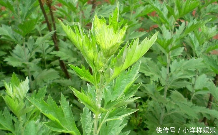 妇科炎症|它是妇科炎症的克星！鸡蛋用此物煮一煮，活血化瘀，远离妇科疾病