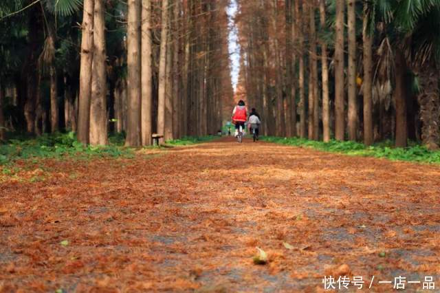 美景|「美景」东平国家森林公园迎来最佳赏叶季，错过还要等一年