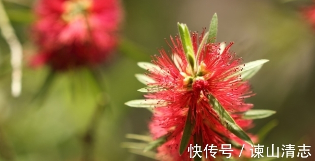 一般人都不告诉，立春过后多养吉祥花，富贵平安，酱香四溢还开胃