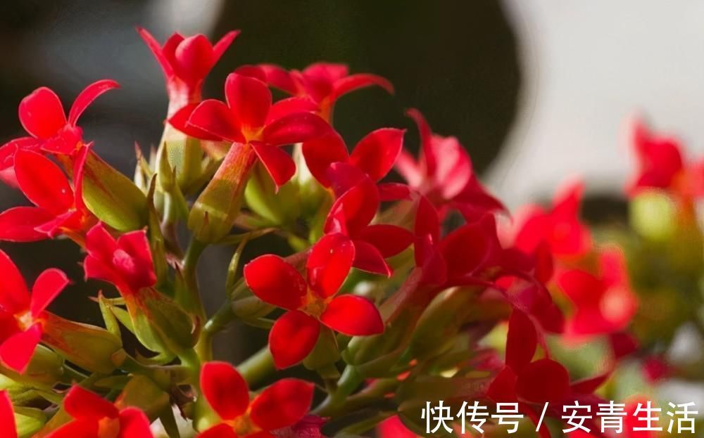 长寿花的品种越来越多,老单红却被淘汰,开花红艳为何不招人喜欢