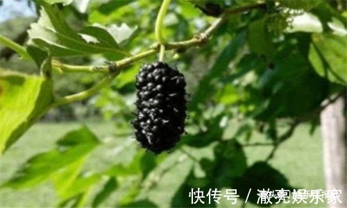 心血管|人到中年想长寿,推荐4种食物,刮油消脂,保护心血管,改善失眠