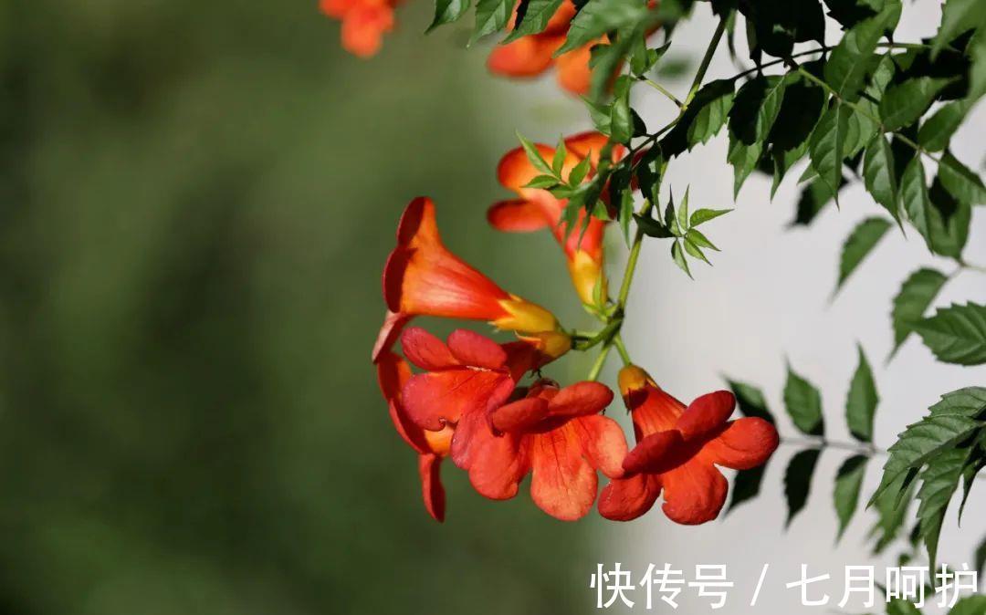 本草纲目|美得热烈的凌霄花也有妙用!除了凉血祛风,这4点很容易被忽视