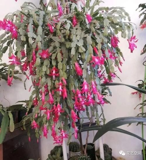 两种“促花水”，给三角梅、蟹爪兰用一勺，开花爆盆，又美又仙