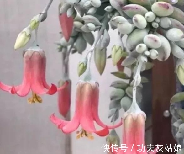 8种多肉皮实又好养,开花超级美丽,总有一种是你喜欢的